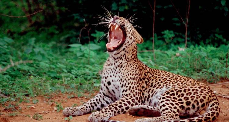 Leopardo bostezando en un frondoso entorno forestal.