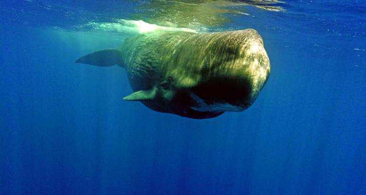 Una enorme ballena cachalote deslizándose por las profundas aguas azules del océano durante un buceo.