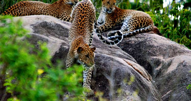 Tres leopardos de Sri Lanka descansando y trepando por rocas de granito cálidas por el sol.