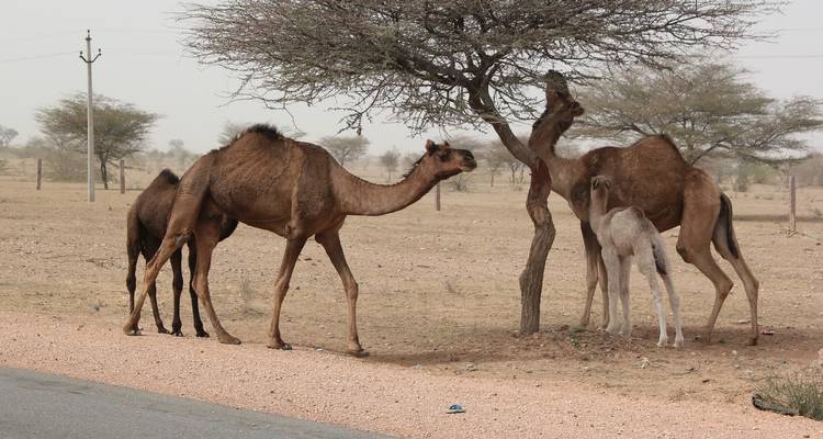 Kamele, die unter einem Baum in einer Wüste fressen.