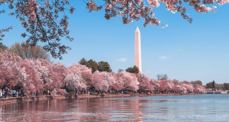 Monumento a Washington rodeado de cerezos en flor reflejándose en el agua.