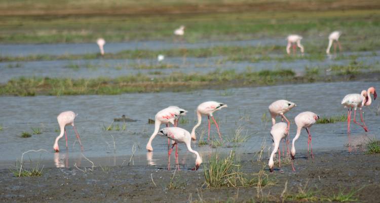 Flamingos, die in seichtem Wasser fressen.