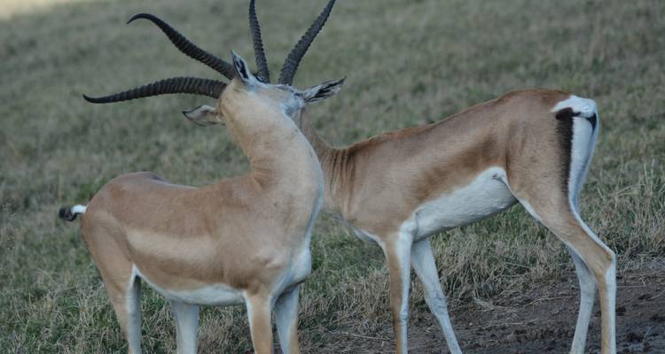 Zwei Antilopen, die sich auf einer grasbewachsenen Ebene anschmiegen.