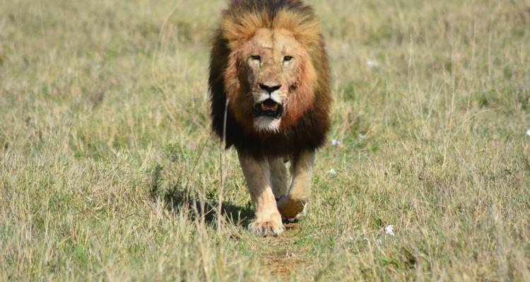Löwe, der auf einer grasbewachsenen Ebene auf die Kamera zugeht.