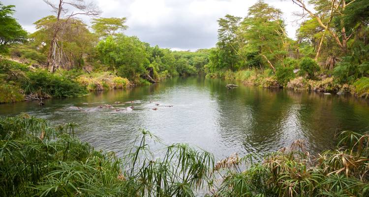 Rivier omringd door weelderig groen en bomen.