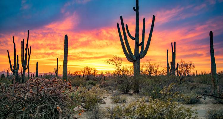Silhouettes de grands cactus saguaro se détachant sur un ciel de coucher de soleil dramatique aux couleurs éclatantes au-dessus d'une plaine désertique.
