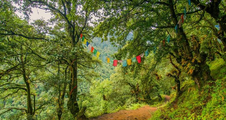 Banderas de oración colgando en un bosque denso.