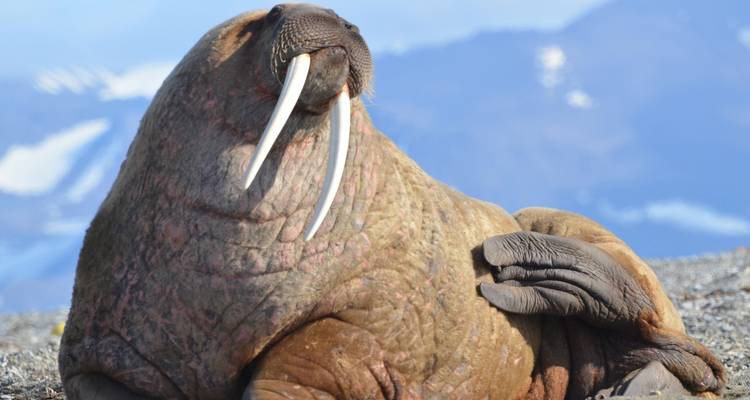 Morsa descansando en una costa rocosa con un fondo montañoso.