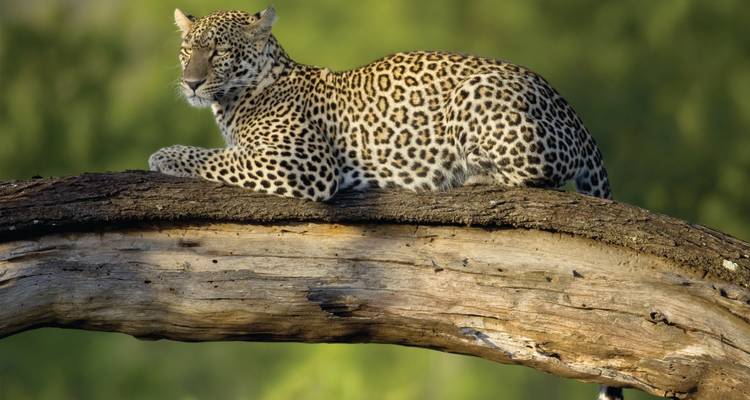 Leopard lounging on a horizontal tree branch against a soft green savanna backdrop.