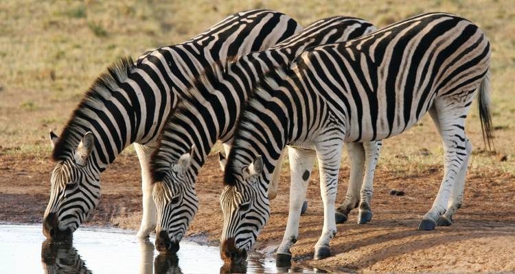 Three zebras standing side by side drinking from a waterhole on the African plain.