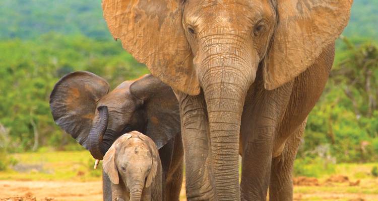 Adult elephant standing protectively beside its playful calf on dusty savanna ground.