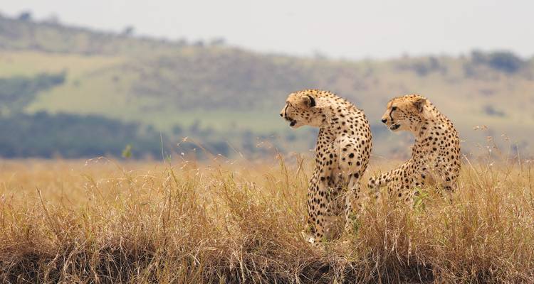 Two alert cheetahs standing in tall golden grass surveying the open plains.