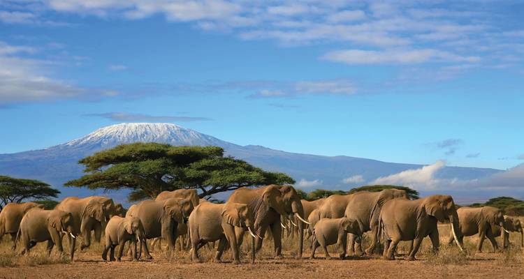 Large herd of elephants roaming the dry plain with snow-capped Mount Kilimanjaro rising behind.