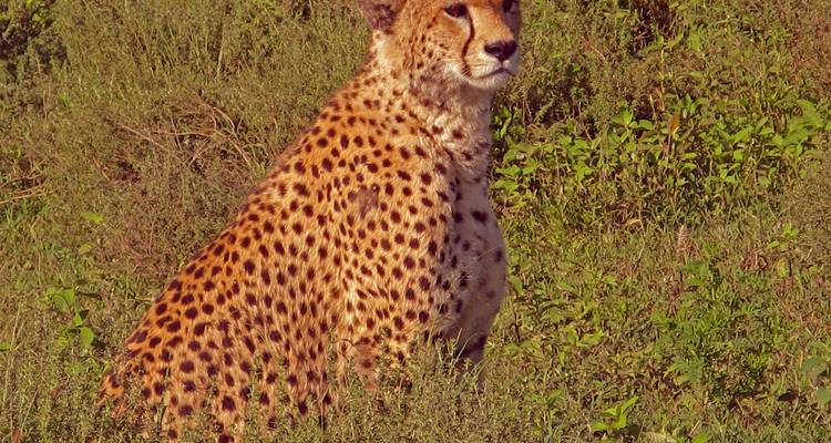 Un jeune guépard assis en alerte dans les herbes vertes de la savane baignées par la lumière chaude du soleil.