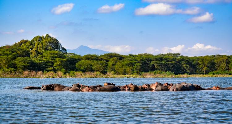 Un groupe d'hippopotames se prélassant dans un lac tranquille aux rives forestières sous un ciel bleu.