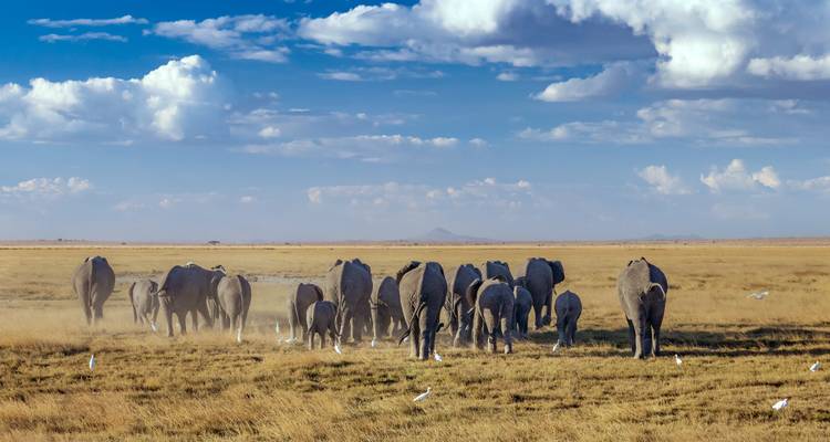 Un grand troupeau d'éléphants traversant une savane poussiéreuse sous un ciel bleu dramatique avec des nuages.