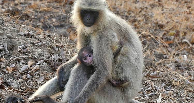 Moederaap met baby in een bos.