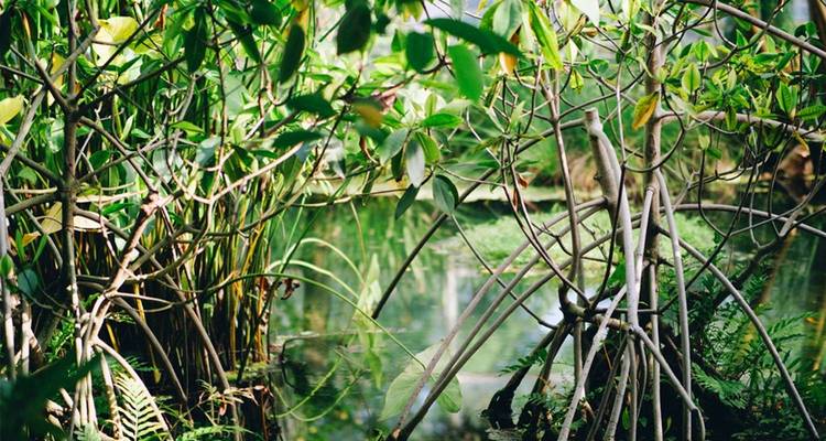Dichte Dschungelvegetation umgibt einen kleinen Teich.