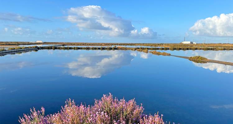 Salina plana como un espejo reflejando nubes y cielo azul, con brezo lila en primer plano.