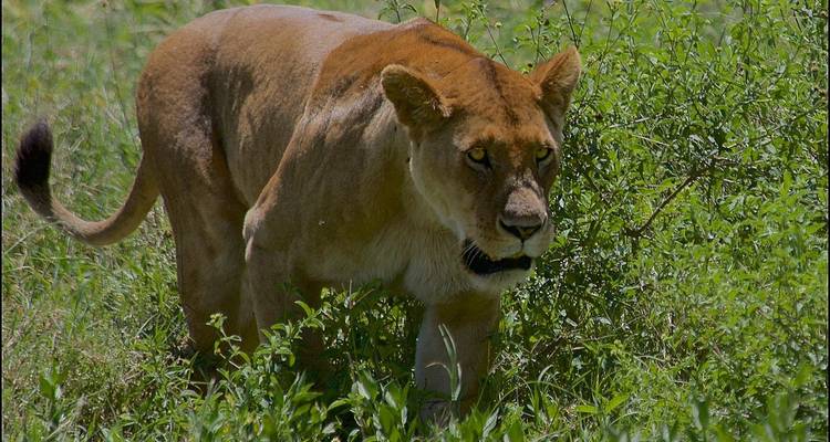 Leeuwin sluipt door het hoge gras.