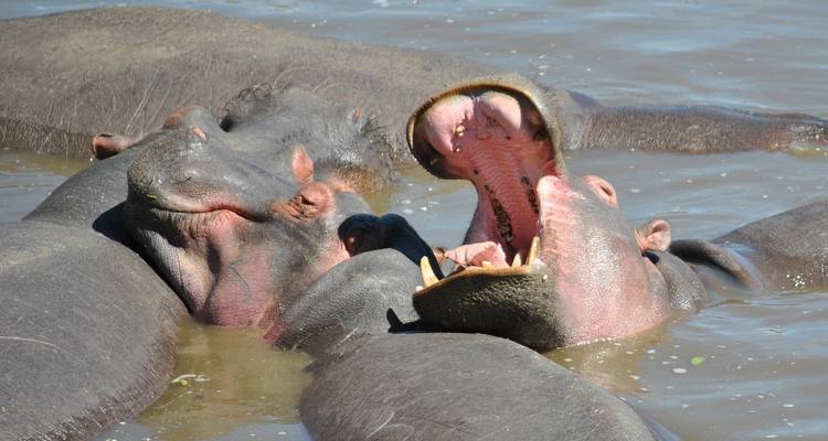 Nijlpaarden in het water met één die gaapt in het midden.