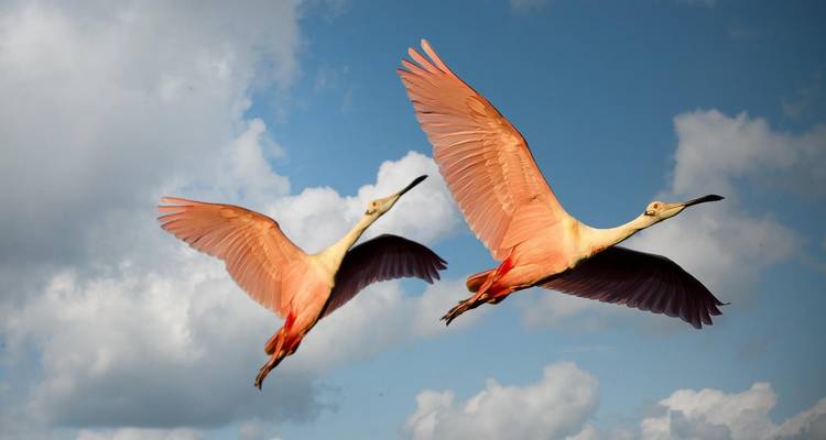 Twee vogels die tegen een blauwe lucht vliegen.