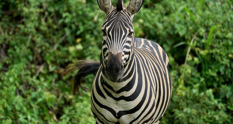 Zebra staand in dicht groen gebladerte.