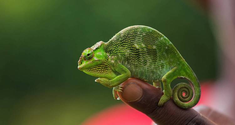 Een groene kameleon zit op iemands vinger.