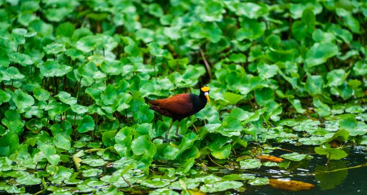 Water bird standing among green vegetation.