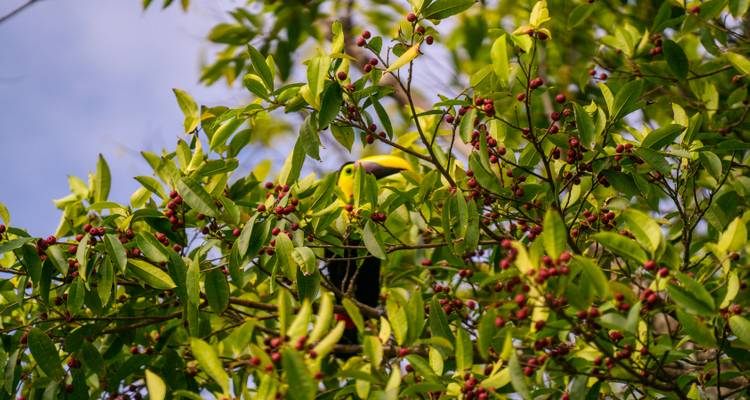 Toucan hidden among thick foliage with berries.