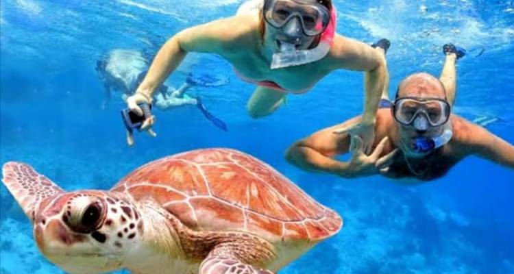 People snorkeling underwater, observing a sea turtle and marine life.