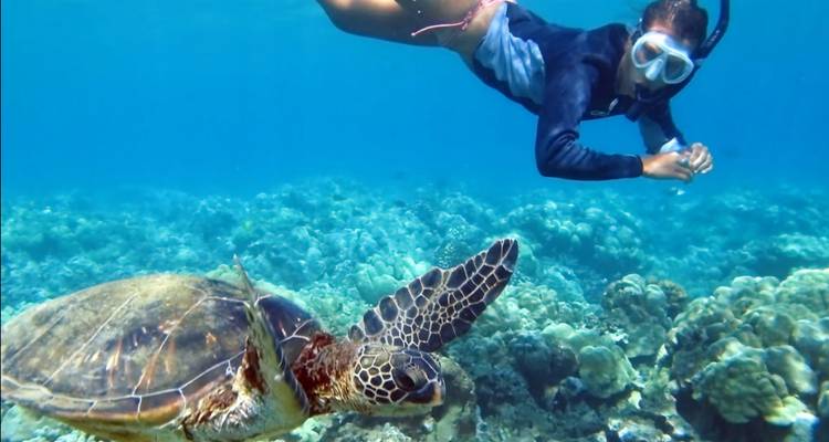 Person snorkeling above a sea turtle in clear waters.
