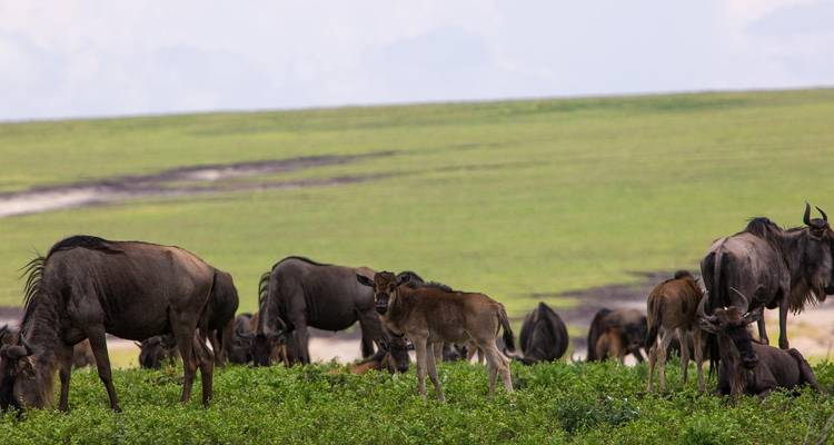 Herd of wildebeests on a grassy plain.