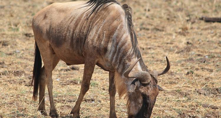 Close-up of a wildebeest grazing.