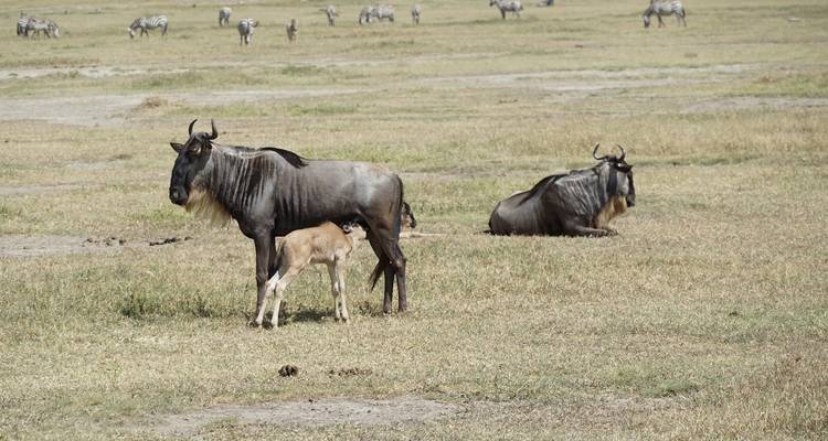 Wildebeest with a calf in an open field.