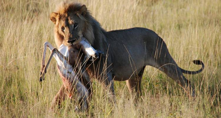 Lion carrying a prey in a grassy field.