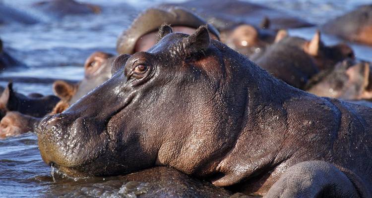 Gros plan d'un hippopotame se reposant parmi un troupeau dans les eaux bleues d'une rivière.