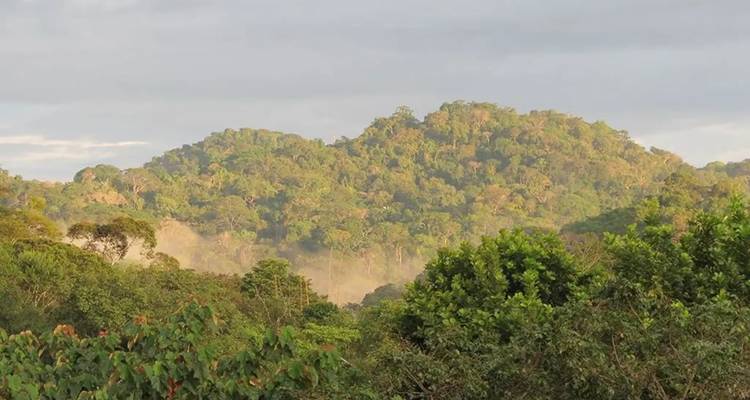 Collines verdoyantes luxuriantes avec de la brume qui s'élève entre elles.