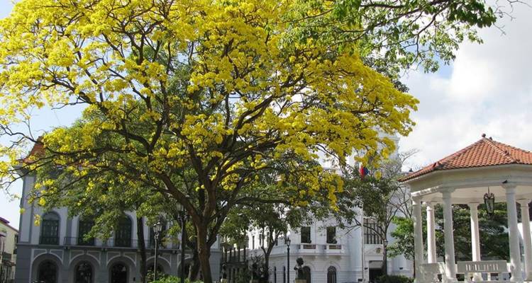 Un arbre à fleurs jaunes éclatantes près de bâtiments de l'époque coloniale.
