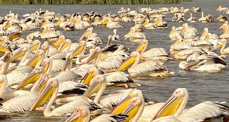 Schwarm von Pelikanen im Wasser.