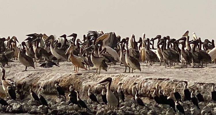 Viele Vögel an einer Küste.