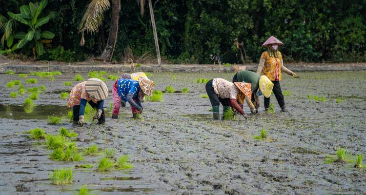 Menschen, die in einem Reisfeld arbeiten.