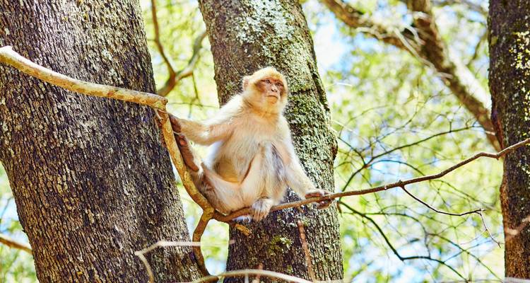 Macaque de Barbarie assis dans un arbre.