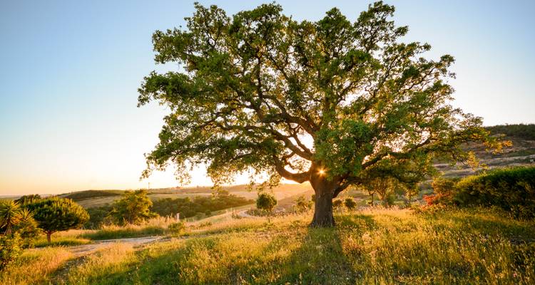 Vue du coucher de soleil d'un arbre dans un paysage herbeux.