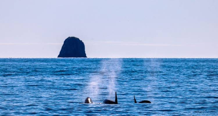 Zwei Orcas stoßen neblige Fontänen aus, während sie durch das offene blaue Meer schwimmen, mit einem einsamen Seestapel in der Ferne.