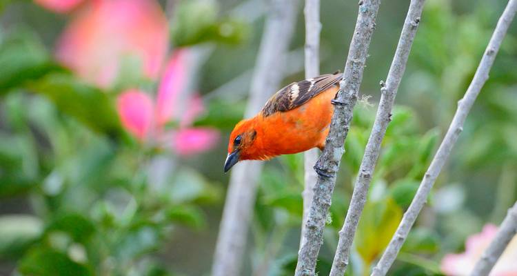 Pájaro colorido posado en una rama en un entorno natural.
