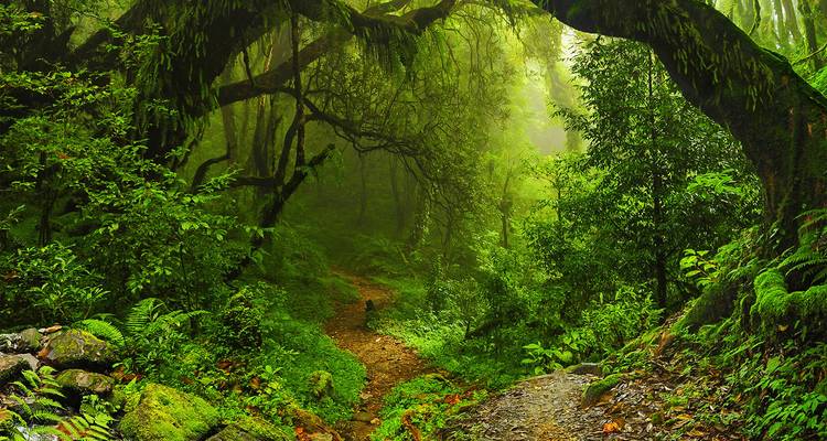 Frondoso bosque verde con un sendero bajo un denso dosel.