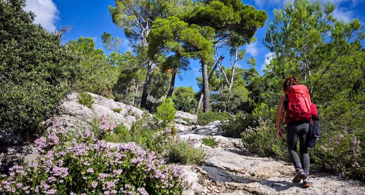 Un randonneur avec un sac à dos rouge monte un sentier rocheux bordé de fleurs à travers une forêt de pins méditerranéens.