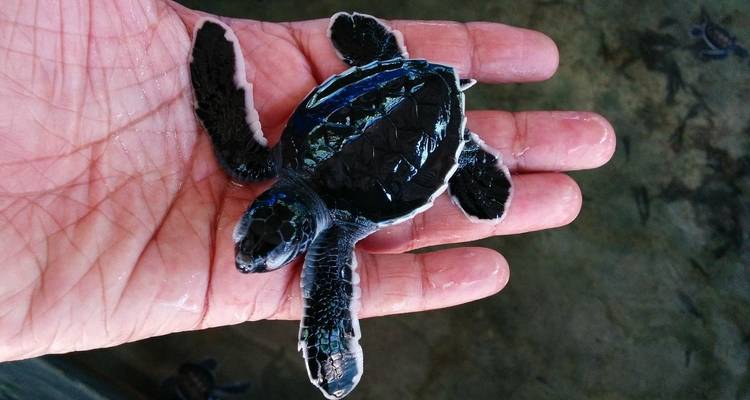 Hand die een baby zeeschildpad vasthoudt close-up.