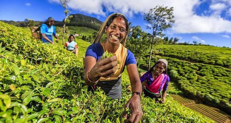 Vrouwen die theeblaadjes oogsten op een plantage.